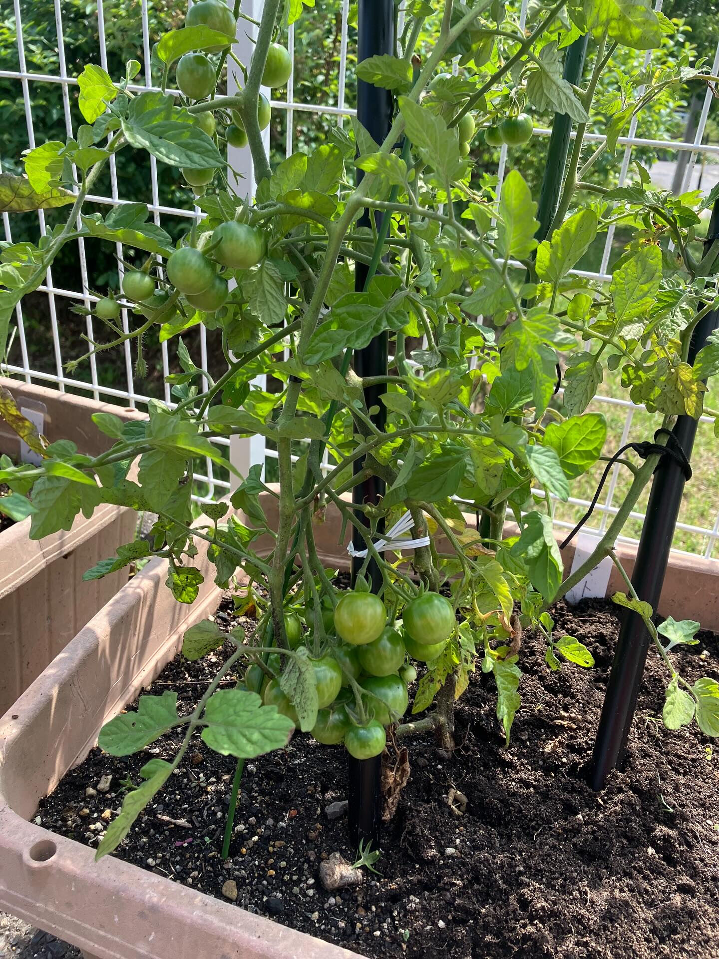 こんにちは木もれびです☺️