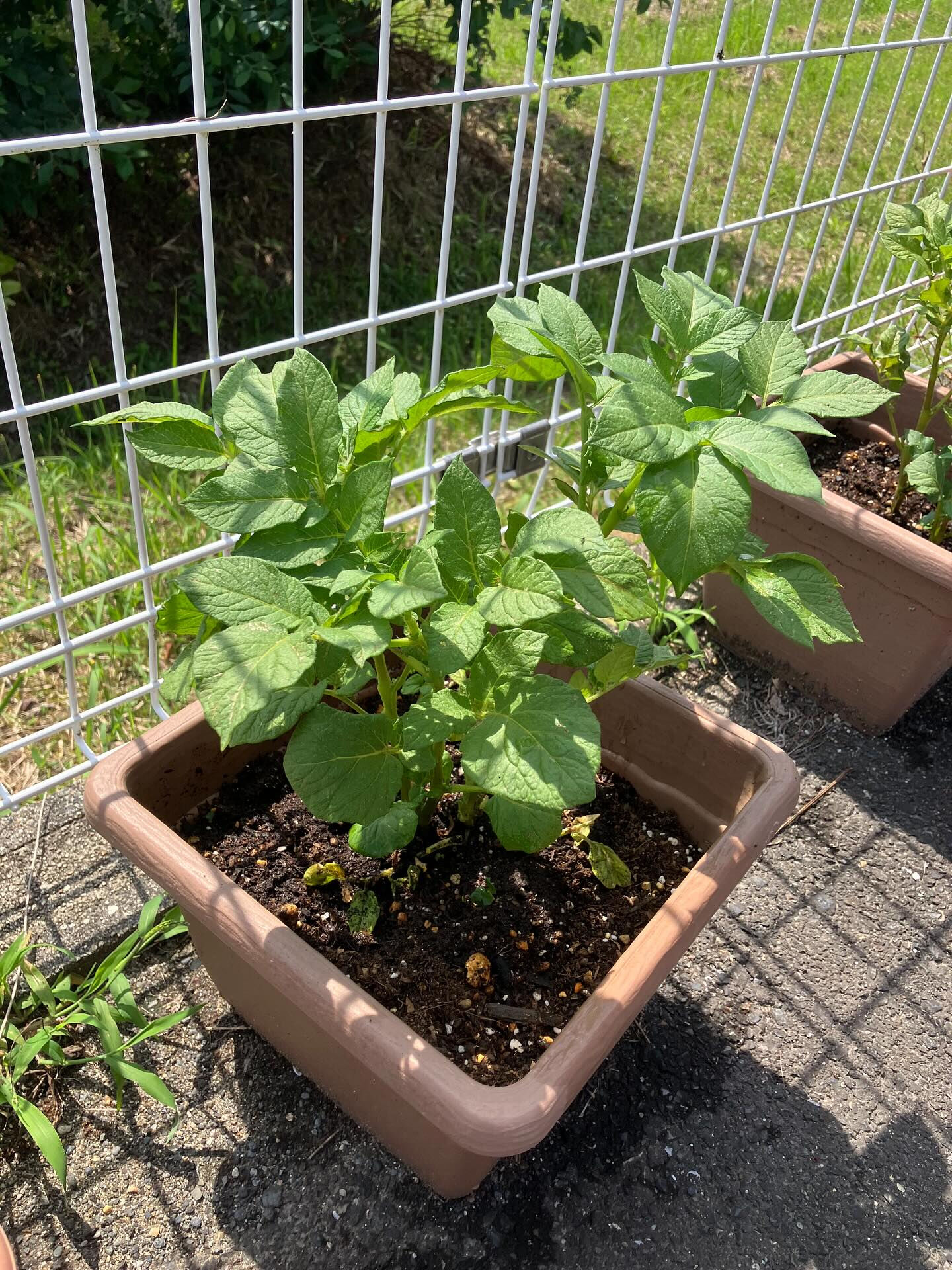 こんにちは木もれびです☺️