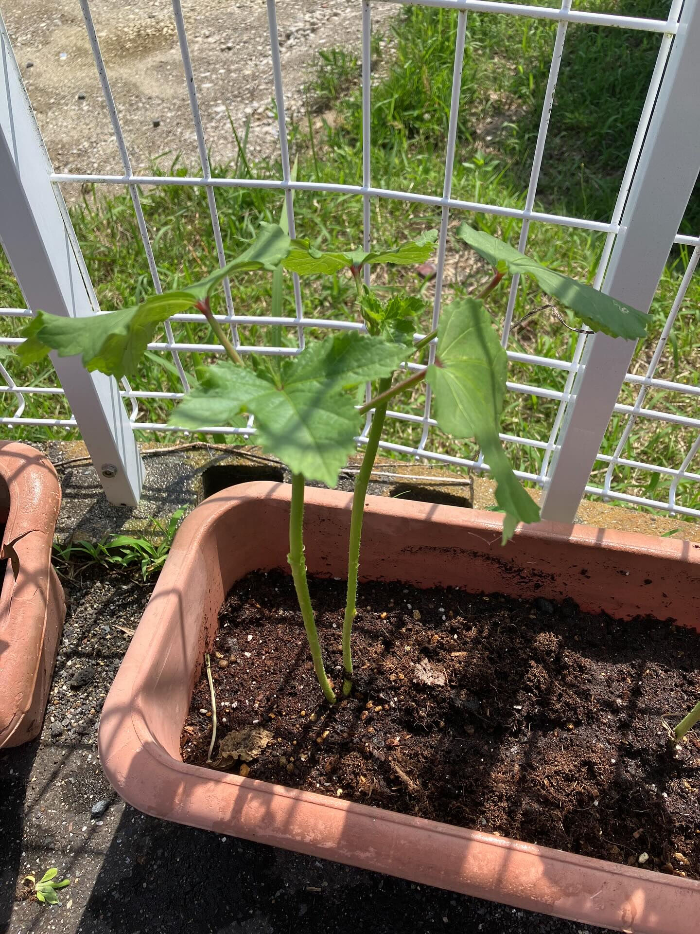 こんにちは木もれびです☺️