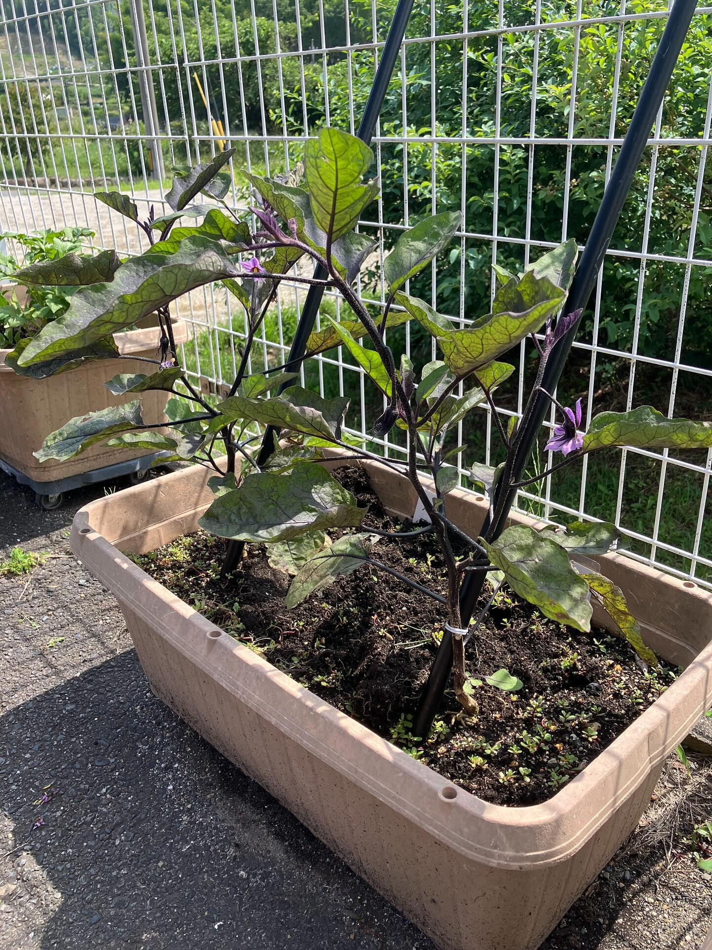 こんにちは木もれびです☺️