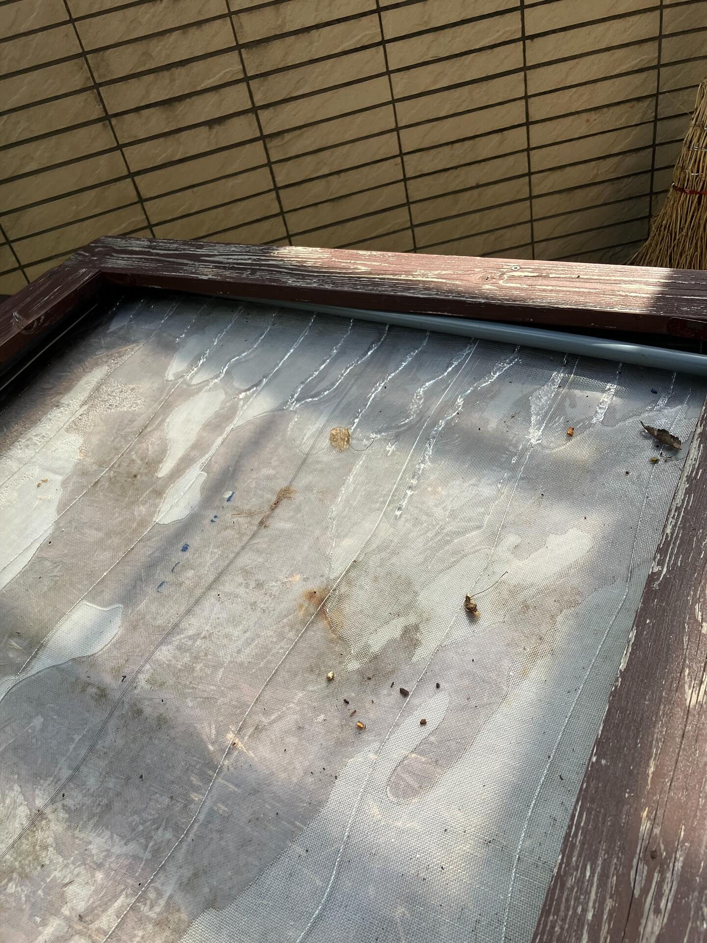 テーブル農園で本日はとうもろこしの種まきです🌽