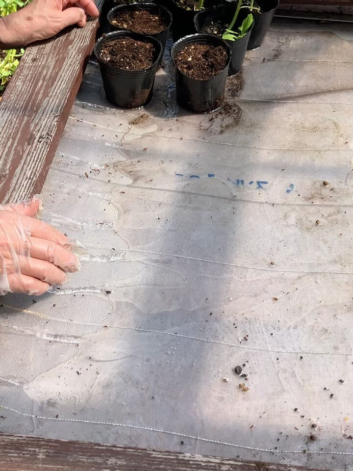 テーブル農園で本日はとうもろこしの種まきです🌽