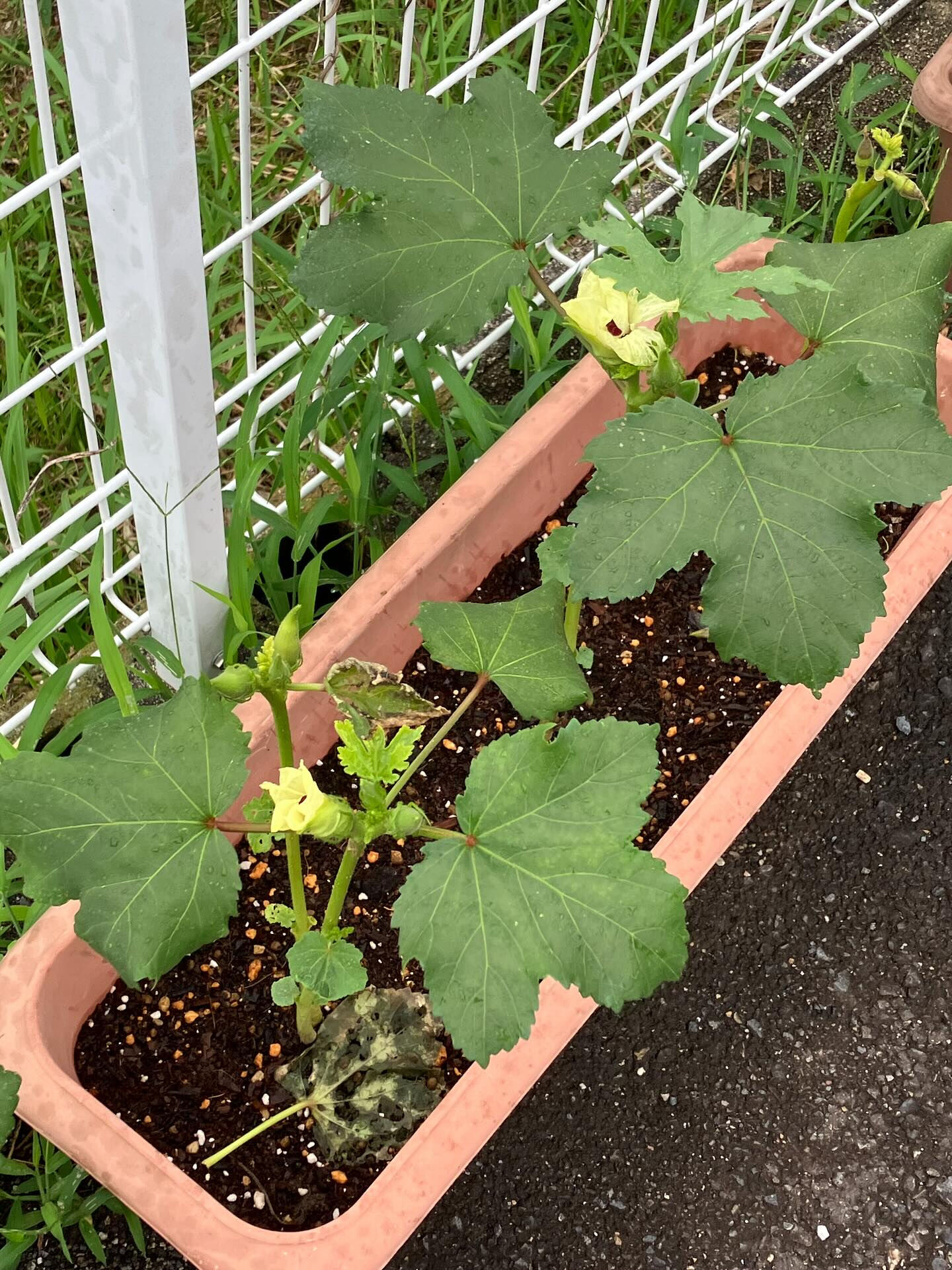 こんにちは😃木もれびです！