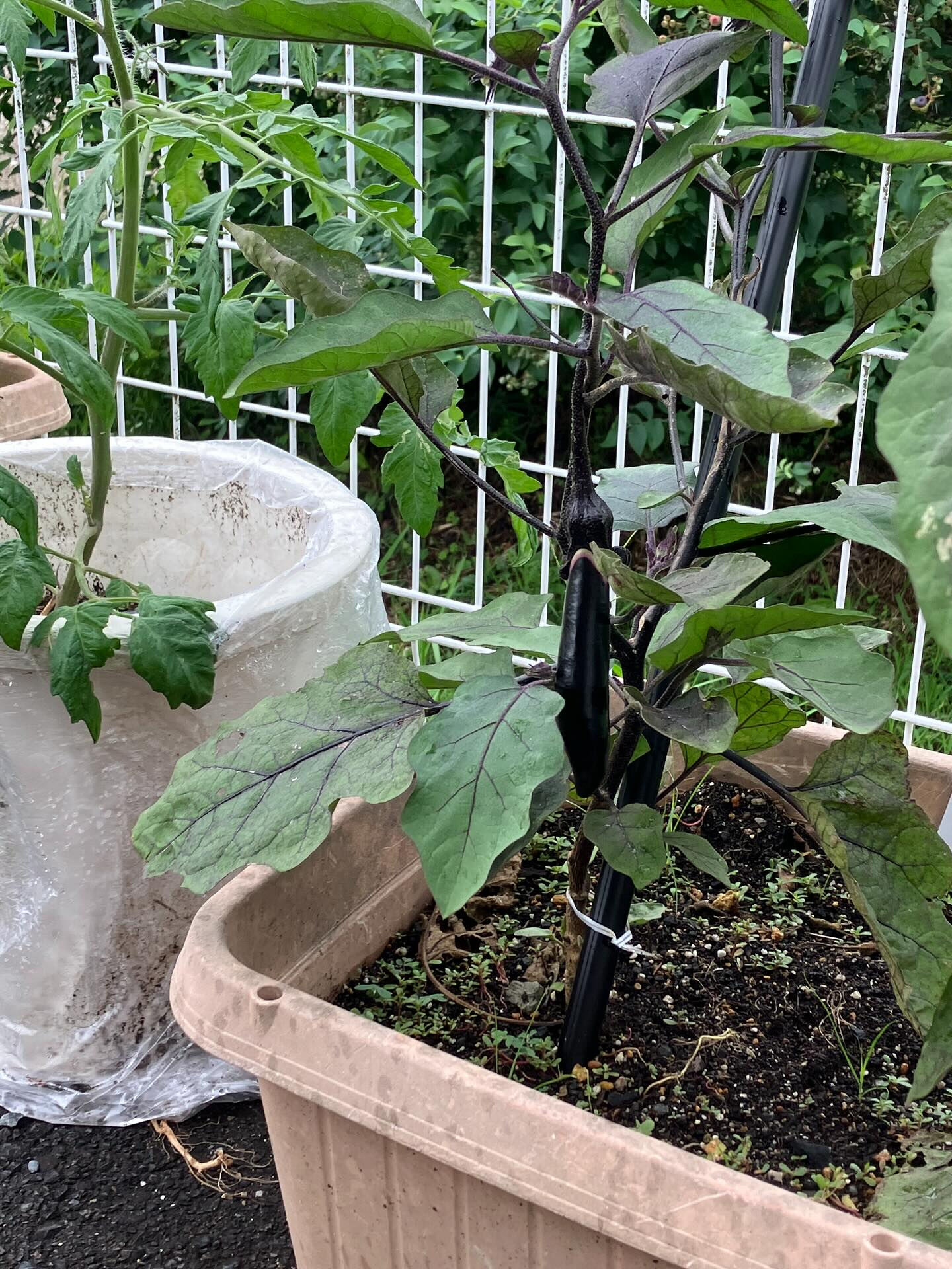 こんにちは😃木もれびです！