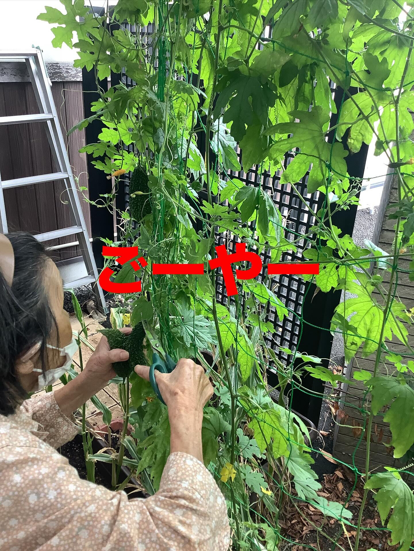 #デイサービス　#桑名市　#木もれび