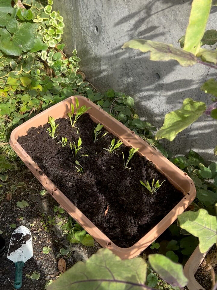こんにちは😃木もれびです✨