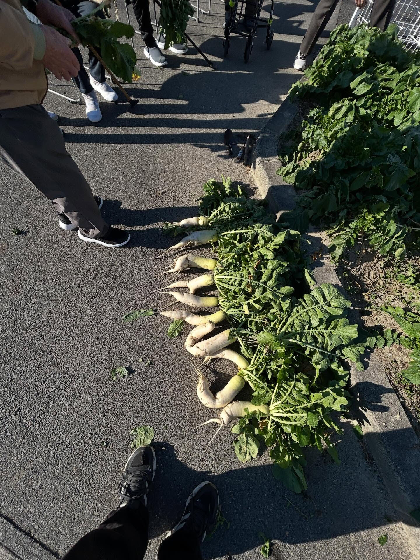 こんにちは木もれびです😀
