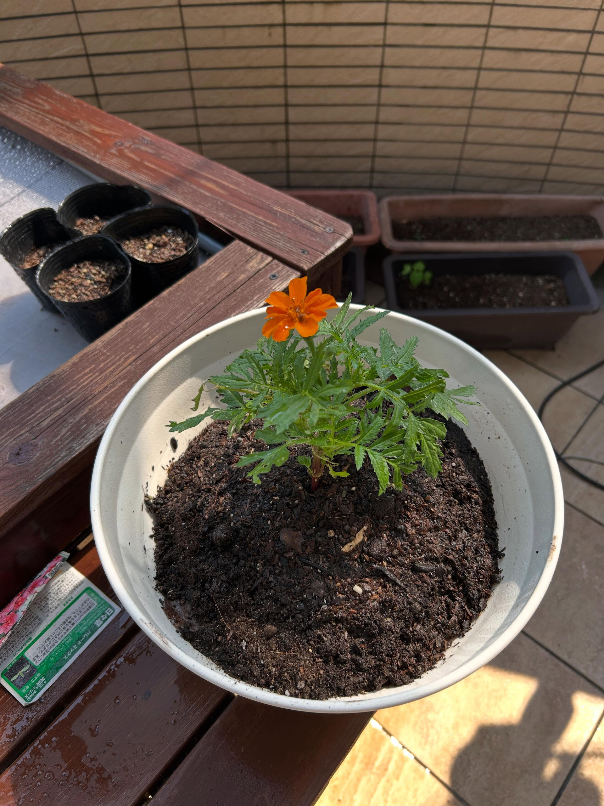こんにちは木もれびです😃
