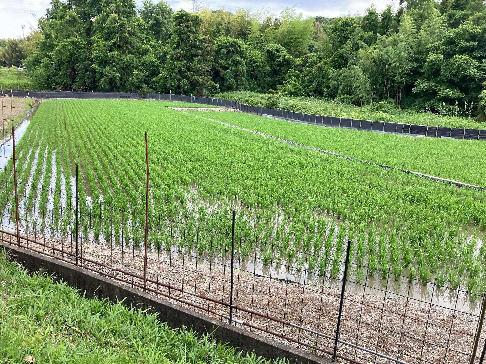 こんにちは😃木もれびです