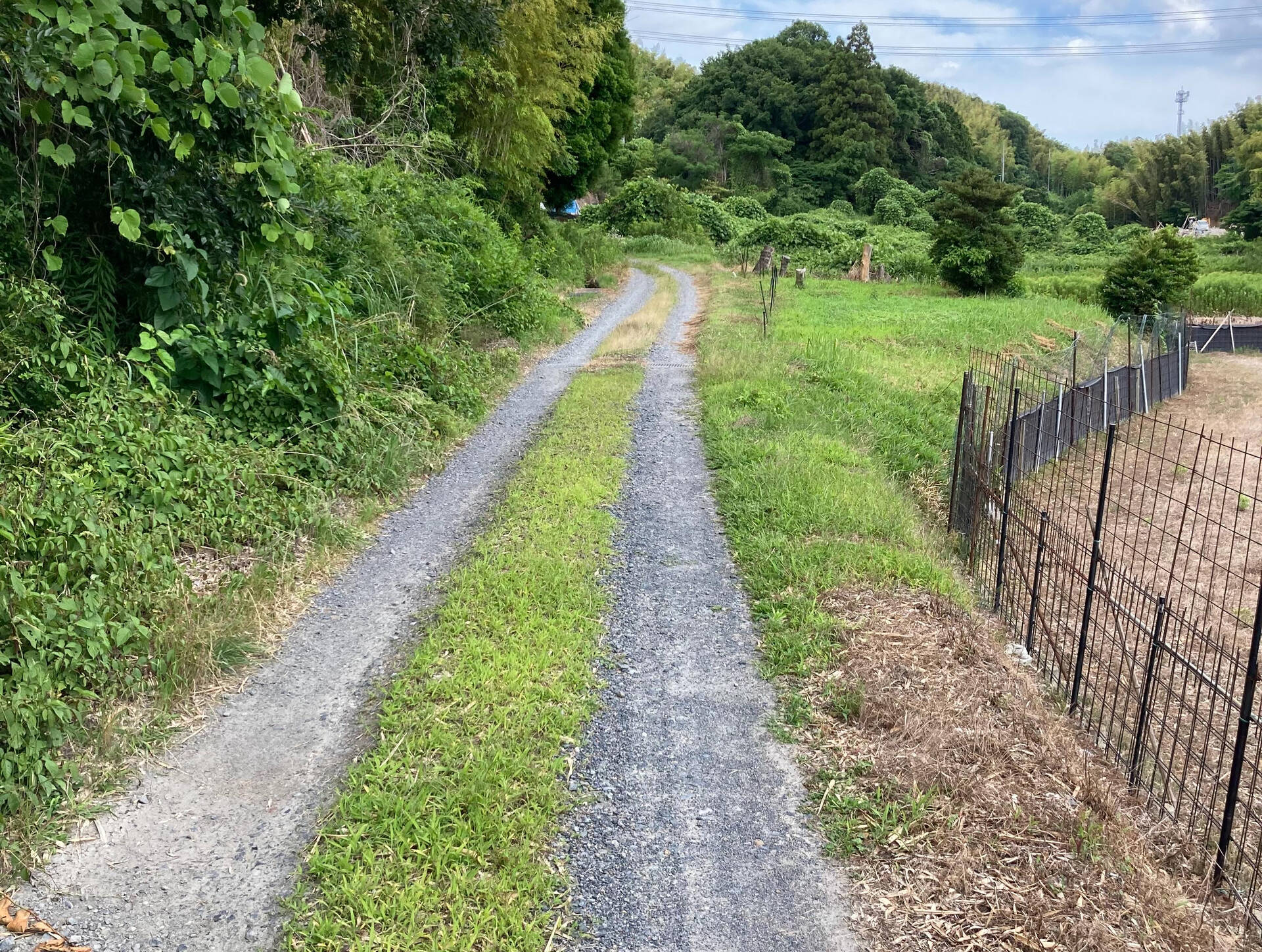 こんにちは😃木もれびです